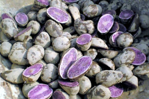 Cottura delle patate viola Cottura delle patate viola per gli gnocchi